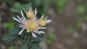 花园里盛开的鲜花_9