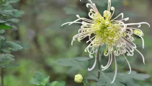 花园里盛开的鲜花_10