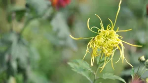 花园里盛开的鲜花_13