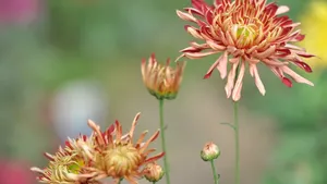花园里盛开的鲜花_14