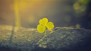 三叶草图片桌面壁纸_10