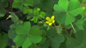 三叶草图片桌面壁纸_20
