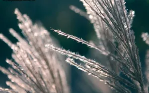 春天的气息桌面壁纸_10