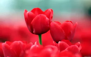 春天的气息桌面壁纸_16