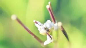 小清新绿色护眼壁纸_3