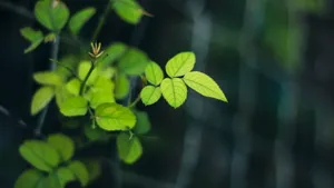 小清新绿色护眼壁纸_4