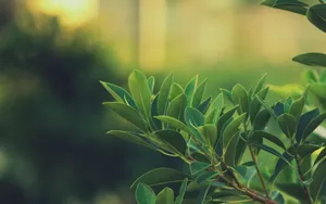 小清新绿色护眼壁纸_7