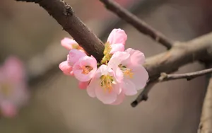 淡雅杏花图片壁纸