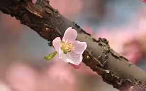 淡雅杏花图片壁纸_2