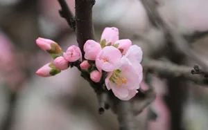 淡雅杏花图片壁纸_3