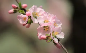 淡雅杏花图片壁纸_4
