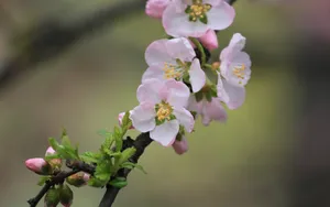 淡雅杏花图片壁纸_5