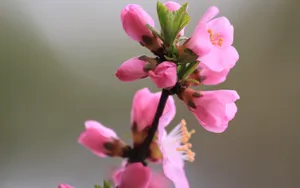 淡雅杏花图片壁纸_6
