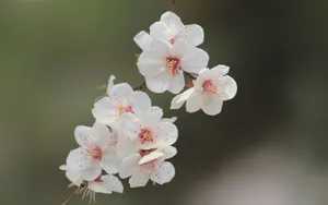 淡雅杏花图片壁纸_7