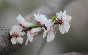 淡雅杏花图片壁纸_8