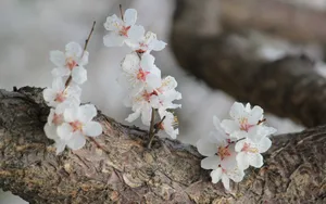 淡雅杏花图片壁纸_9