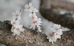 淡雅杏花图片壁纸_11
