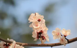 淡雅杏花图片壁纸_12
