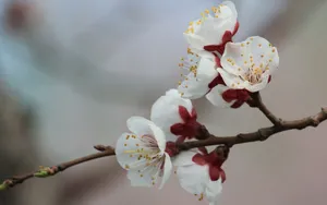 淡雅杏花图片壁纸_13