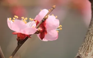 淡雅杏花图片壁纸_14