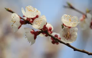 淡雅杏花图片壁纸_15