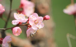 淡雅杏花图片壁纸_16