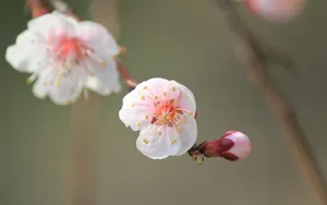 淡雅杏花图片壁纸_17