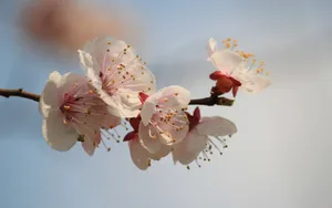 淡雅杏花图片壁纸_18