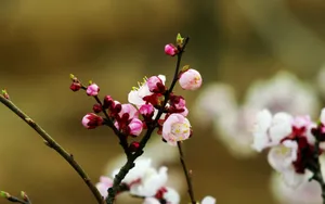淡雅杏花图片壁纸_19
