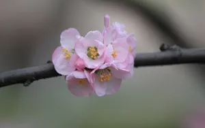 淡雅杏花图片壁纸_20