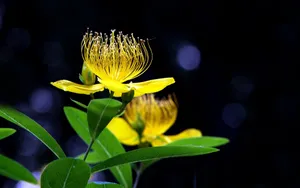 金丝桃花语图片_2