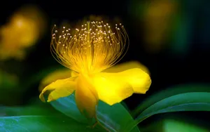 金丝桃花语图片_4