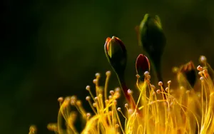 金丝桃花语图片_6