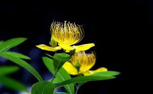 金丝桃花语图片_11