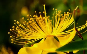 金丝桃花语图片_12