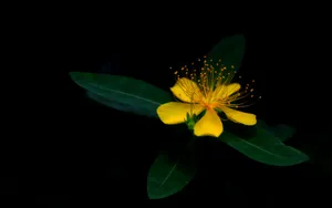 金丝桃花语图片_13