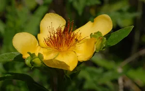 金丝桃花语图片_14
