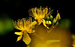 金丝桃花语图片_15