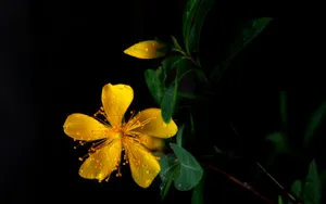 金丝桃花语图片_17