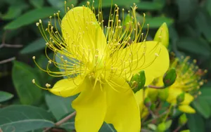 金丝桃花语图片_19