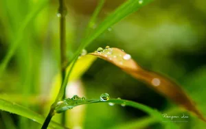 植物花卉上的小水珠壁纸