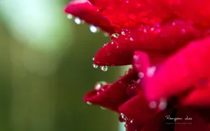 植物花卉上的小水珠壁纸_2