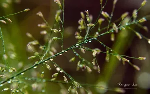 植物花卉上的小水珠壁纸_3