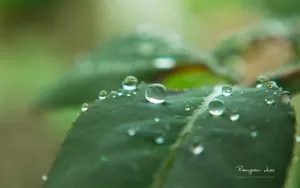 植物花卉上的小水珠壁纸_5