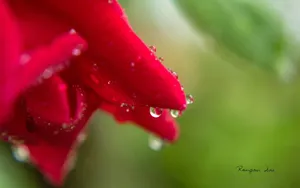 植物花卉上的小水珠壁纸_6