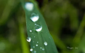 植物花卉上的小水珠壁纸_7
