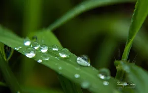 植物花卉上的小水珠壁纸_9