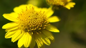 野菊花图片壁纸_2