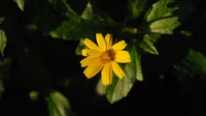 野菊花图片壁纸_3