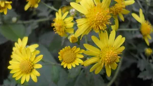 野菊花图片壁纸_4